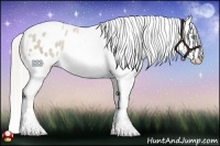 Horse Color:Chocolate Palomino Pearl Appaloosa Rabicano 