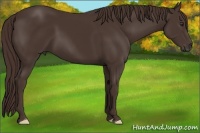 Horse Color:Liver Chestnut Frame 
