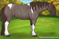 Horse Color:Liver Red Roan Tobiano 