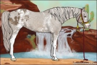 Horse Color:White Spotted Chocolate Palomino Blanket 