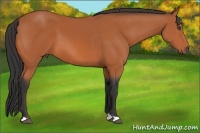 Horse Color:Bay 