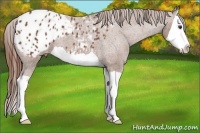 Horse Color:Chestnut Splash Appaloosa 