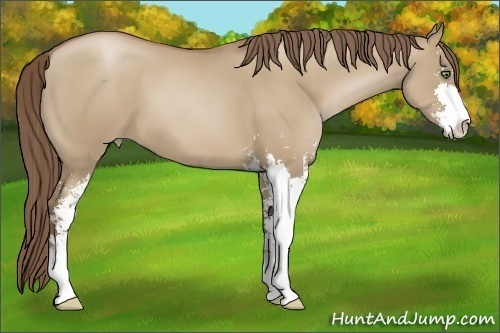 Horse Color:Grullo Pearl Sabino