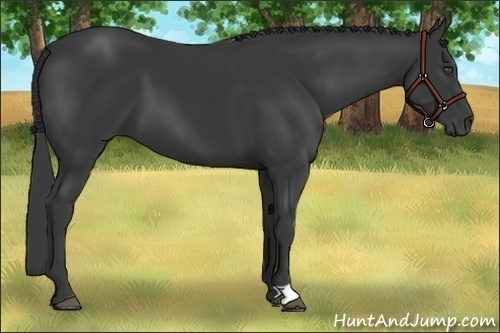 Horse Color:Black 
