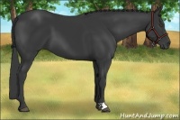 Horse Color:Black 