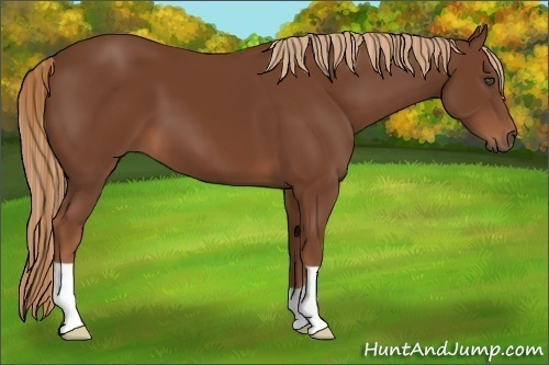 Horse Color:Chestnut 