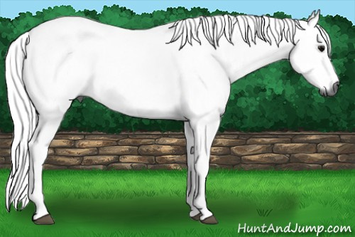 Horse Color:Gray Blue Roan Sabino 