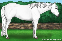 Horse Color:Gray Blue Roan Sabino