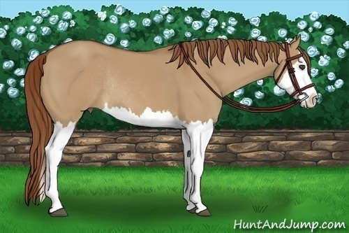 Horse Color:Red Dun Sabino Splash Rabicano 