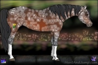 Horse Color:Bay Ice 