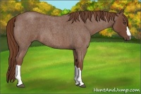 Horse Color:Red Roan 