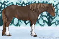 Horse Color:Liver Chestnut 