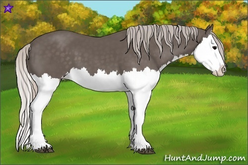 Horse Color:Silver Black Splash