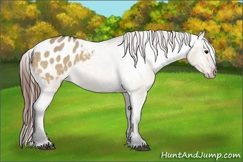 Horse Color:Bay Dun Appaloosa 