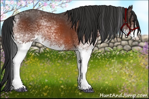 Horse Color:White Spotted Bay 