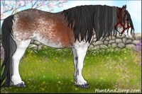 Horse Color:White Spotted Bay 