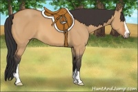 Horse Color:Bay Dun Sabino 