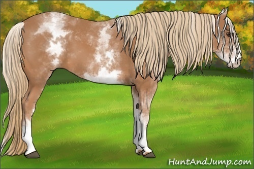 Horse Color:White Spotted Chestnut 