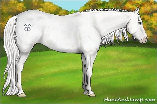 Horse Color:Cremello Appaloosa