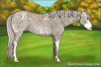 Horse Color:Silver Grullo Ice Splash Frame Rabicano