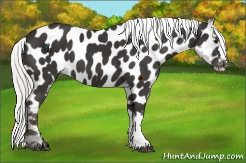 Horse Color:Liver Chestnut Mushroom Near Leopard