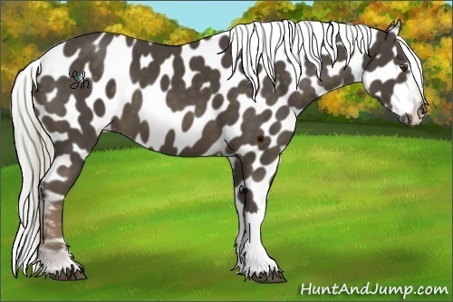 Horse Color:Liver Chestnut Appaloosa 