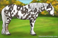 Horse Color:Liver Chestnut Appaloosa 