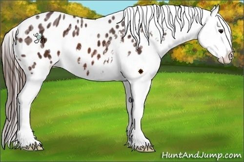 Horse Color:Bay Ice Appaloosa 