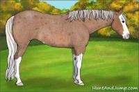 Horse Color:Silver Bay Roan Splash 