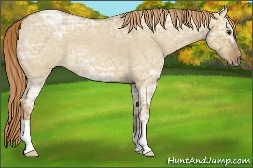 Horse Color:Red Dun Ice Roan
