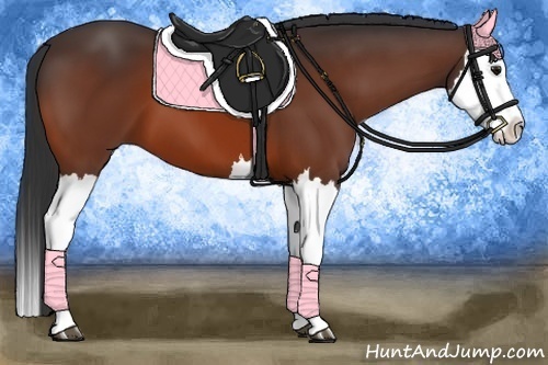 Horse Color:Bay Splash 