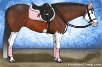 Horse Color:Bay Splash 