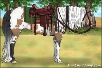 Horse Color:White Spotted Bay Dun