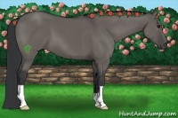 Horse Color:Grullo 