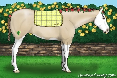 Horse Color:Grullo Pearl Splash 