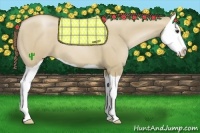 Horse Color:Grullo Pearl Splash