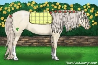Horse Color:Palomino Pearl Dun 