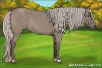 Horse Color:Silver Grullo Roan 