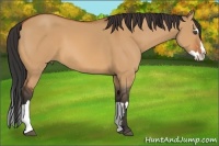 Horse Color:Bay Dun Splash Frame