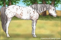 Horse Color:White Spotted Bay Appaloosa