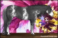 Horse Color:White Spotted Black