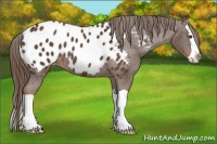 Horse Color:Liver Chestnut Splash Appaloosa 