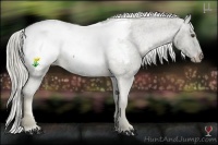 Horse Color:Chocolate Palomino Mushroom Snowcap Rabicano