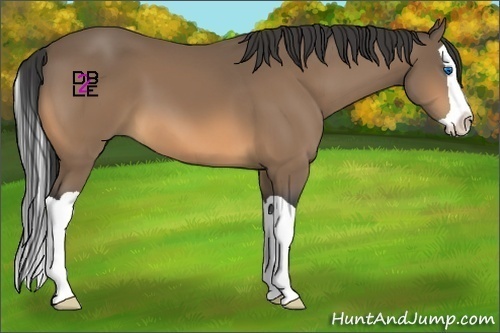 Horse Color:Buckskin Splash 