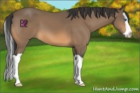 Horse Color:Buckskin Splash 