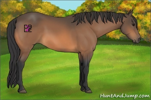 Horse Color:Buckskin