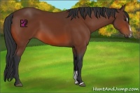 Horse Color:Bay Sabino
