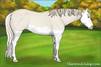 Horse Color:Smoky Creme Dun Splash Rabicano