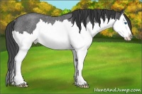 Horse Color:Smoky Blue Roan Splash Rabicano