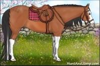 Horse Color:Bay Splash 